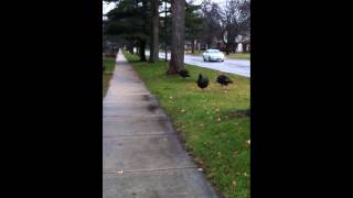 preview picture of video 'Wild Turkeys Sighted In Glendale Wisconsin'