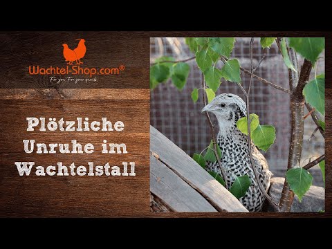 Warum sind die Wachteln so gereizt? Was hilft wenn die Harmonie plötzlich dahin ist?