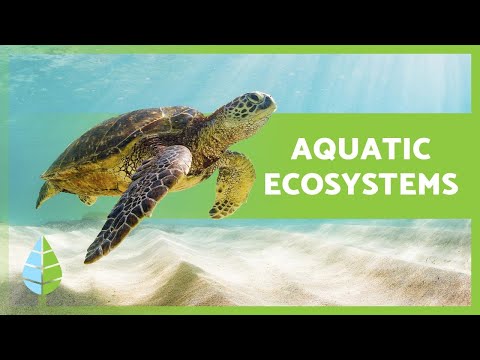 YouTube video about: How do ecologists classify aquatic ecosystems?