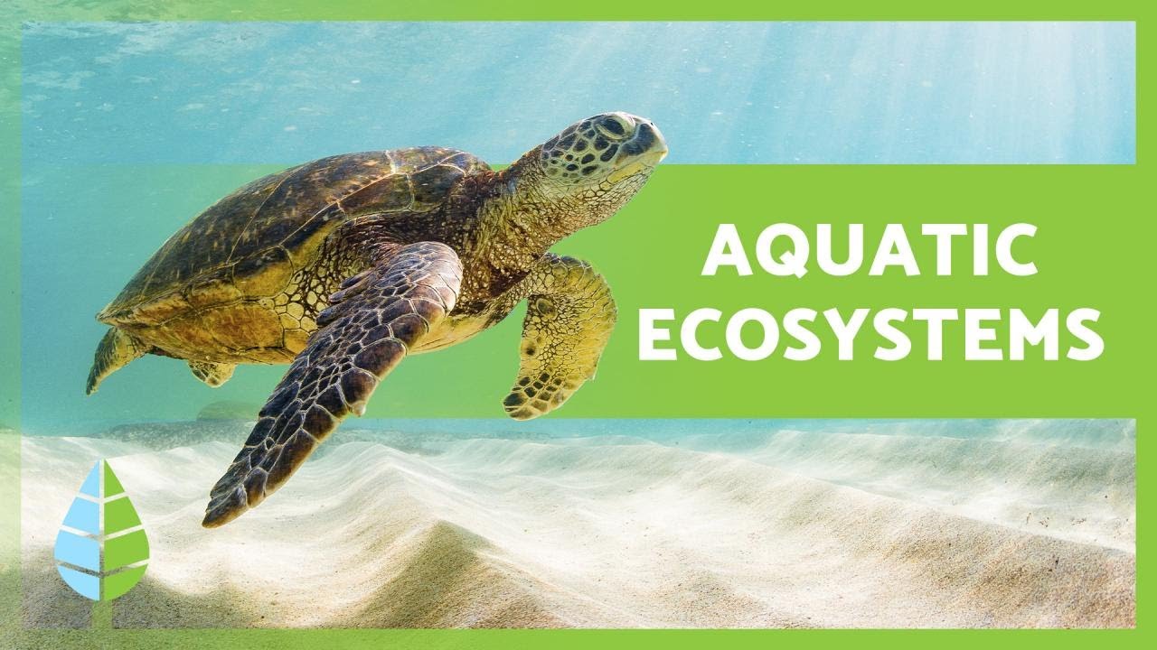 What are the types of aquatic ecosystems?