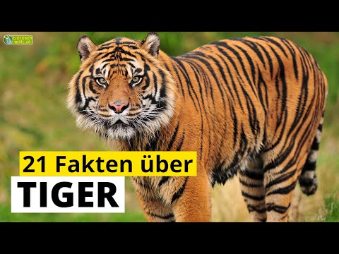 21 Steckbrief-Fakten über Tiger - Doku-Wissen über Tiere - für Kinder