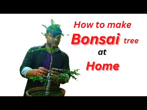 How To Make Bonsai Tree | New Carmona Bonsai Care | How To Make Bonsai Tree At Home | In Hindi 2022