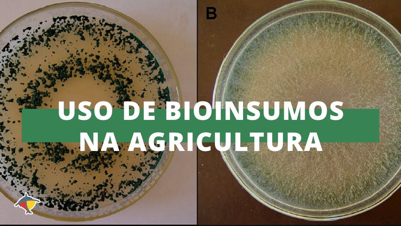 Uso de bioinsumos na agricultura reduz custos e impactos no ambiente | Programa Terra Sul
