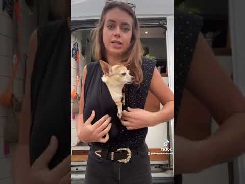 How I Burrito Wrap my Chihuahua, Pearl #Shorts