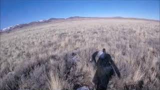 *DEXTER VS. WHITE TAILED JACK RABBIT*