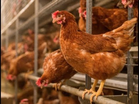 Eggs 101 - Hen Health