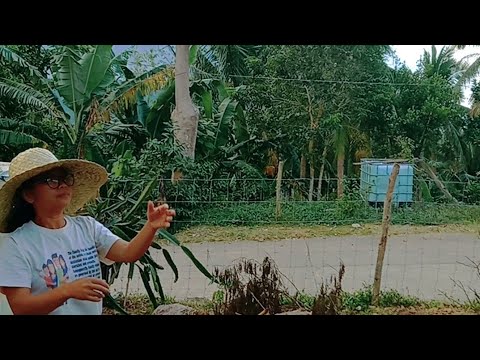 PINALAYA KO NA ANG ALAGA KO NA PARU-PARO || BUTTERFLY CULTURE #buhayprobinsya #marinduqueisland