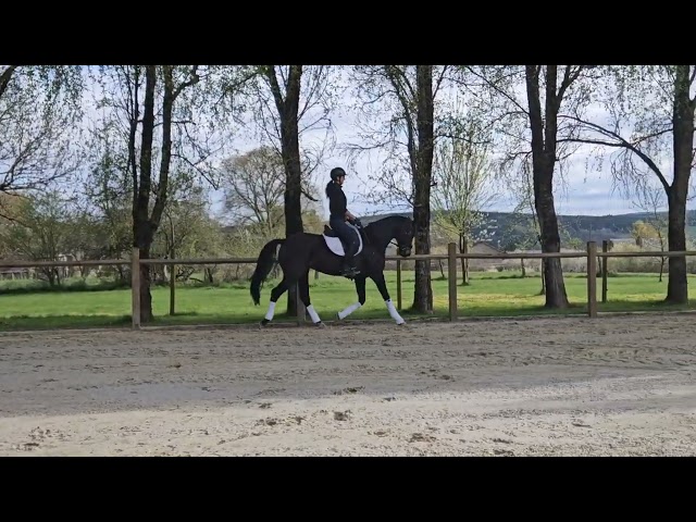 Top jument de 5ans Bernay x F&uuml;rst Romancier 