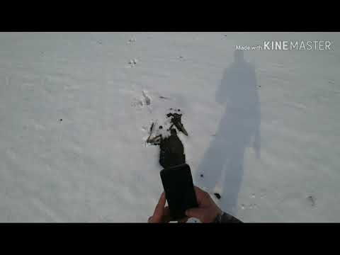 Охота на Заяца!!! Открытие сезона 2019-2020!!!