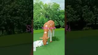 Download lagu Thomas Arya - Kecewa Dalam Setia ( video shorts)#shorts #subscribe #syaharashorts mp3