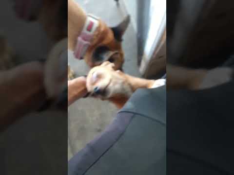 la celestina la tóxica