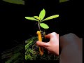 365 Days In 1 Minute Time Lapse Growing An Avocado Bonsai From Seed Timelapse Avocado Sort