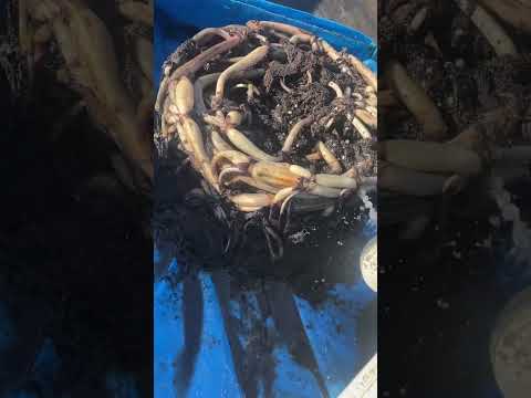 カナダの水草 植物