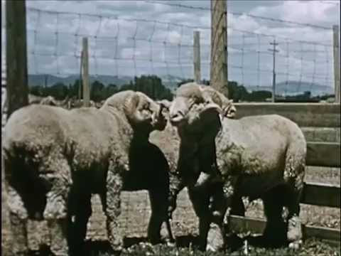 , title : 'Different Types of Sheep and If They're Used for Meat or Wool - Sheep (1954) - CharlieDeanArchives'