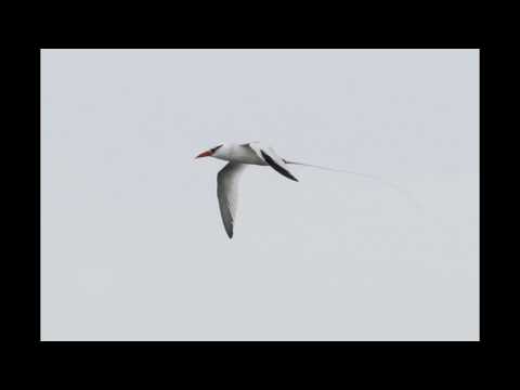 Red billed Tropicbird