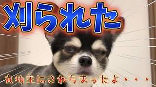 チワワのサマーカット、5㎜バリカンにて。 #犬との暮らし #チワワ #可愛い