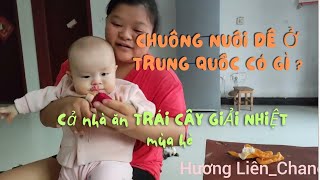 &12.Xem CHUỒNG NUÔI DÊ của bố chồng Trung Quốc ,cả nhà ăn TRÁI CÂY GIẢI NHIỆT mùa hè