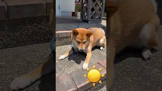 眩しすぎる豆柴 #shibainu #柴犬 #犬のいる暮らし #cute #日向ぼっこ