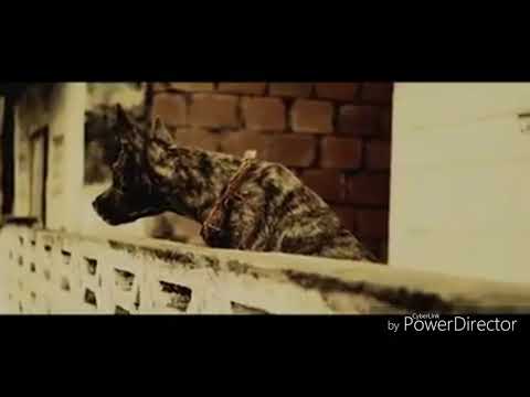 BLAZER DAN ~ IN THIS WORLD {HUMBLE} (TRINIDAD)🇹🇹