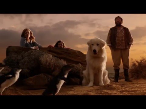 Trailer Alert: Oddball and The Penguins | Icon Film Distribution