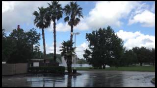 iji   Parking Lot Palms