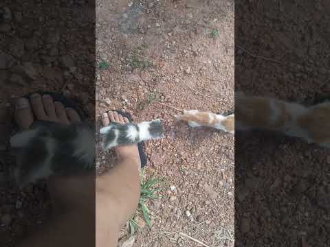 fpi aqui em Corumbá de Goiás em Tordesilhas da ate do povo de hoje deia 😭...
