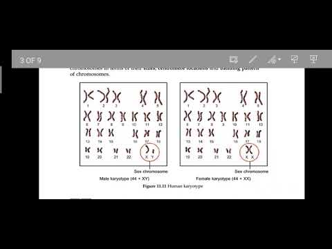 Biology Form 5- Chapter 11|11.4(Part 1) Inheritance in Human