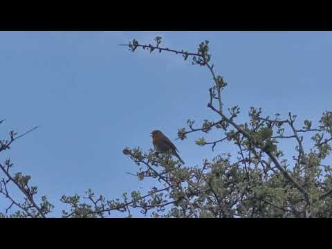 Oglašanje taščice ... #14