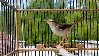 Download lagu PANCINGAN SUARA PRENJAK ALANG ALANG GACOR NGEBREN || PASTI PRENJAK LAIN LANGSUNG NYAUT mp3