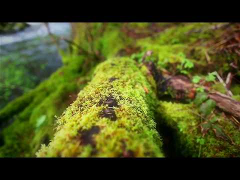 Lesnik @ Subfactor Podcast [21] - 01.10.2017