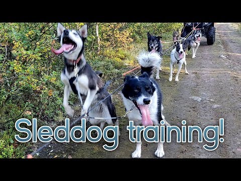 YouTube video about: How much weight can one sled dog pull?