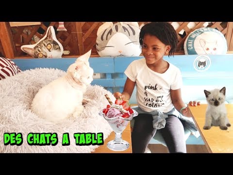 CATS AT THE TABLE: We're testing the cat cafes in Paris!