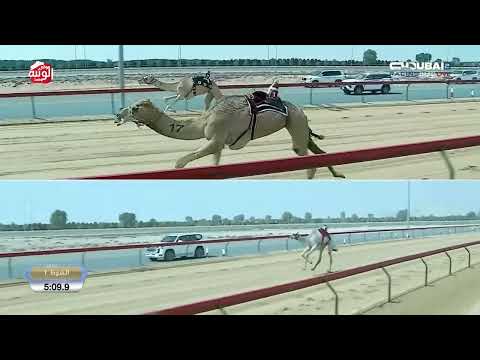 ش 1 (الجوزاء) لـ هجن الشحانية  9:08:8 , تأهيل المرموم 2026/03/05 ايذاع 