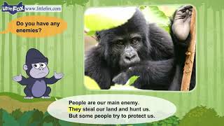 L2 002 Meet the Animals 2  Mountain Gorilla