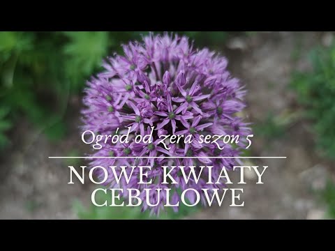 New bulb flowers in our garden [Garden from scratch s05]