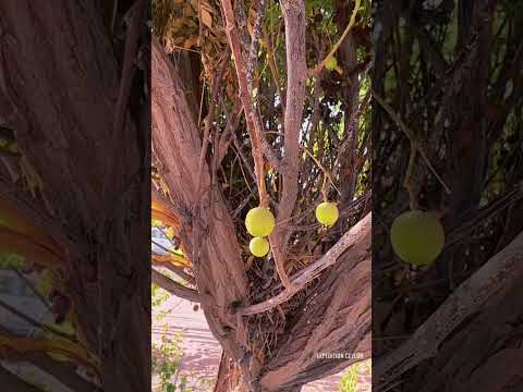 "In every walk with nature one receives far more than he seeks." #naturelovers #nature #treestory