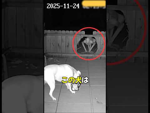 犬はフェンス越しに何が見ているのか全く気づいていない 🫣😱