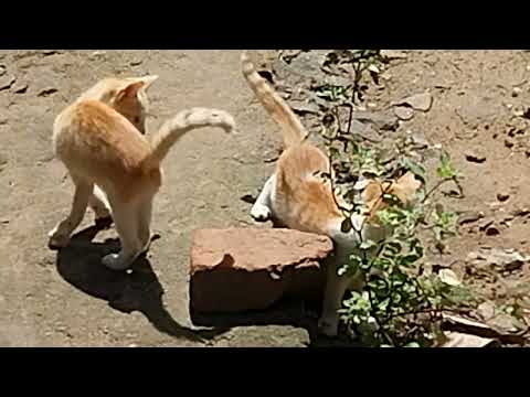 Amazing kittens of Wilson Ayurvedic resort Kovalam