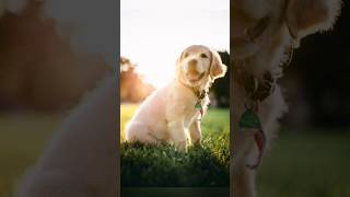 Teeny dog, HUGE SMILE! | Arlo