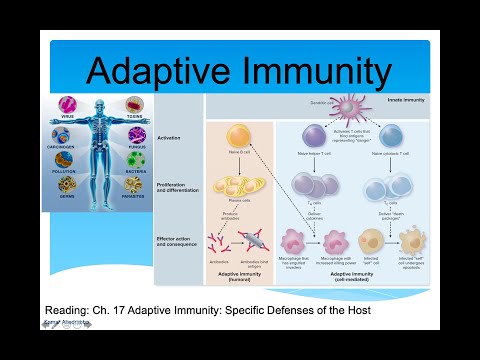Adaptive Immunity Lecture  (Immune System Part 2)