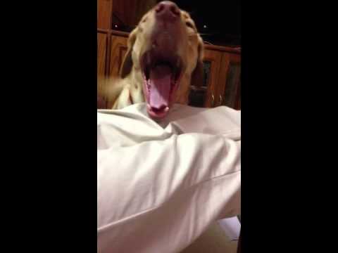 Coco, my Labrador, gets talking when he's hungry
