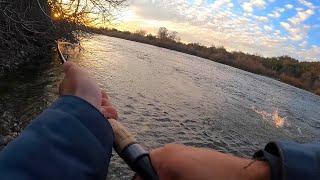 California Steelhead Fishing on the American River
