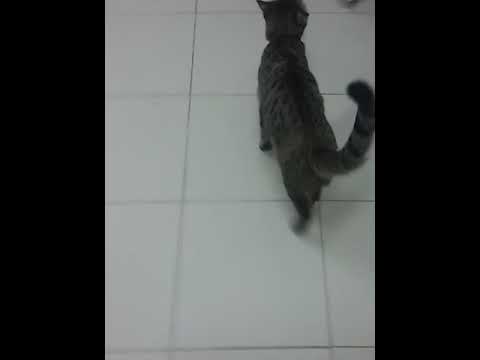 A very cute Tasha(cat)