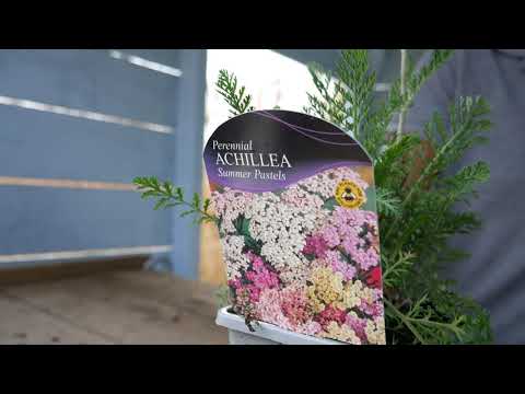 Achillea 'Summer Pastels' - Secret Gardening Club