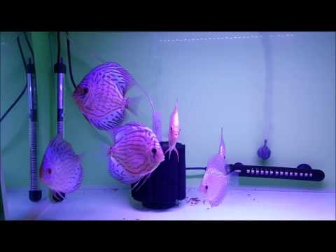 Short update of my Discus fish tank