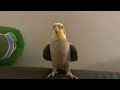 Cockatiel loves to play peekaboo