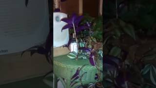 Mo Thugs - Welcome To My World