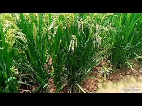 සුදු සම්බා ප්‍රභේද 3ක්.🌾🌾🌾👉Ld 371,Bw367,Bg 358