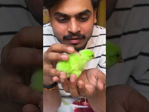 THESE BABY CHICKENS WILL DIE SOON