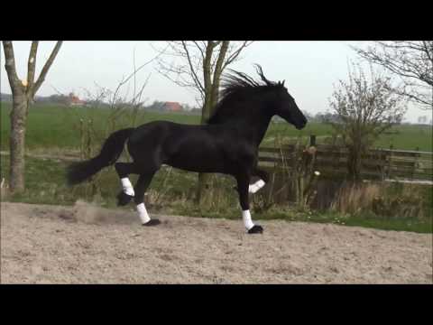 Stal Okkema's Rikkert